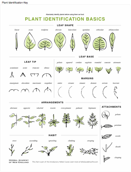 Describing leaves